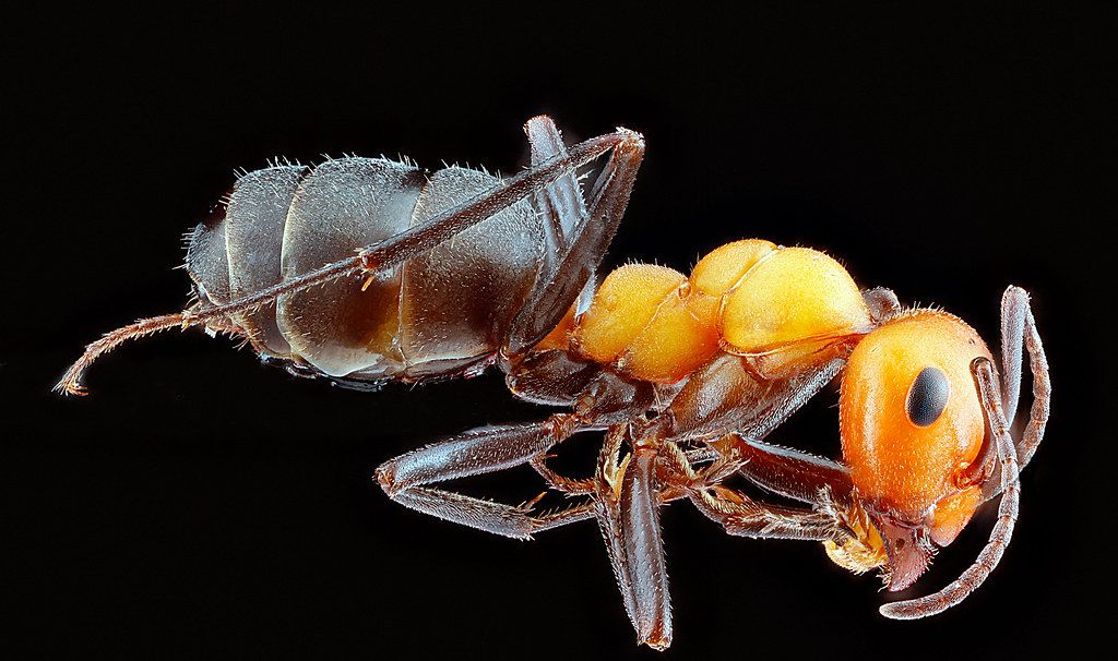 Ant Control service in Casper, WY