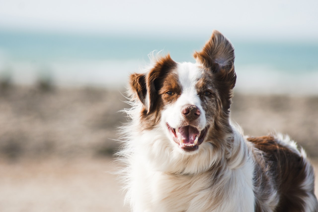 Flea & Tick Control service in Casper, WY