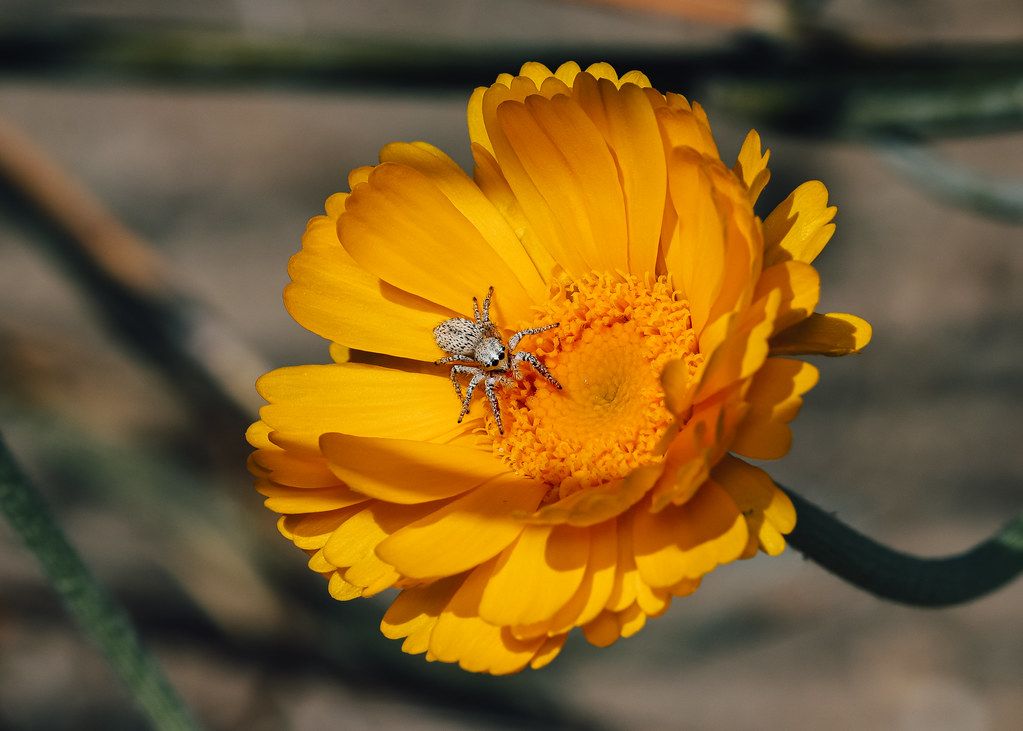 Spider Control service in Casper, WY